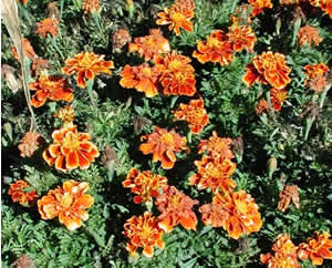    ( Tagetes )