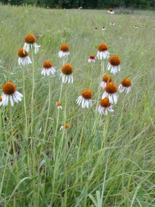   ( Echinacea )