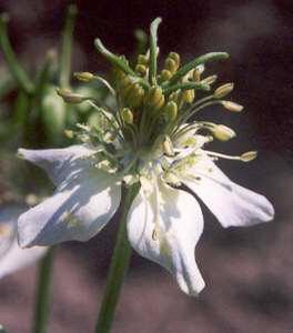   ( Nigella )