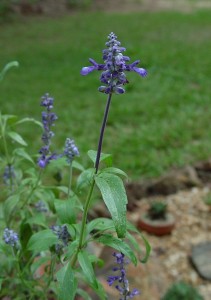    ( Salvia )