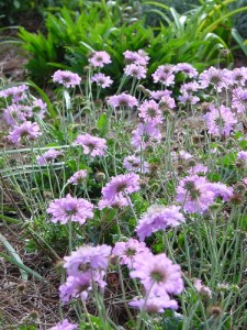  ( Scabiosa )